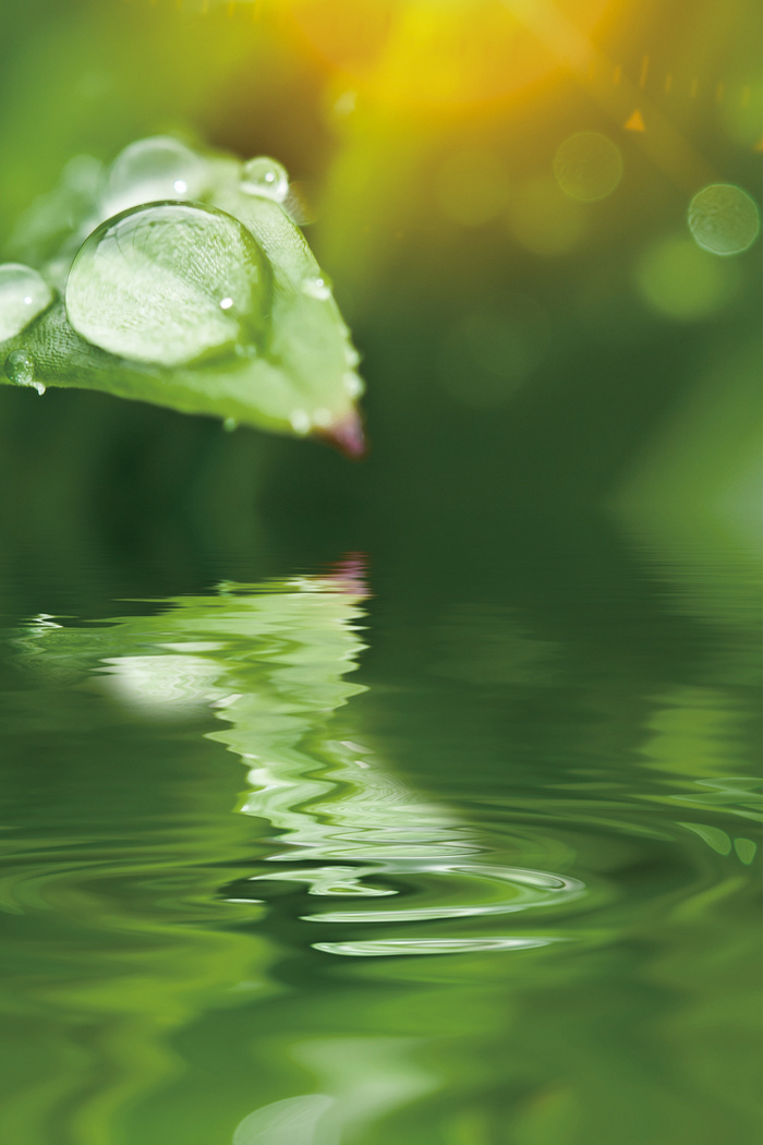 绿色简约白露节气海报高清