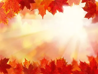 红色树叶边框逆光效果创意背景素材高清