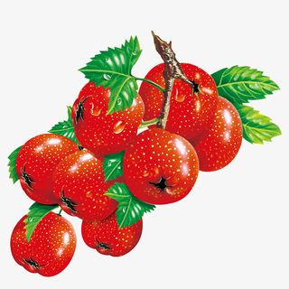 卡通山楂免抠