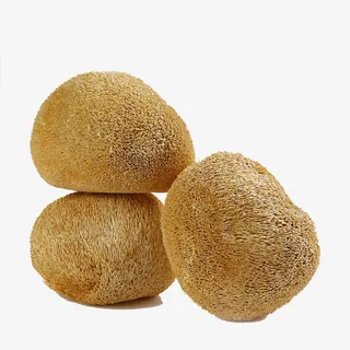 福建特产猴头菇免抠