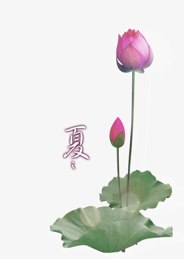 创意荷花素材免抠