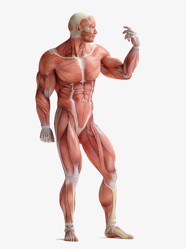 肌肉人体解剖高清免扣素材免抠