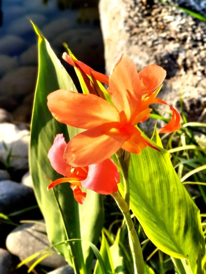 凌霄花鲜花摄影高清