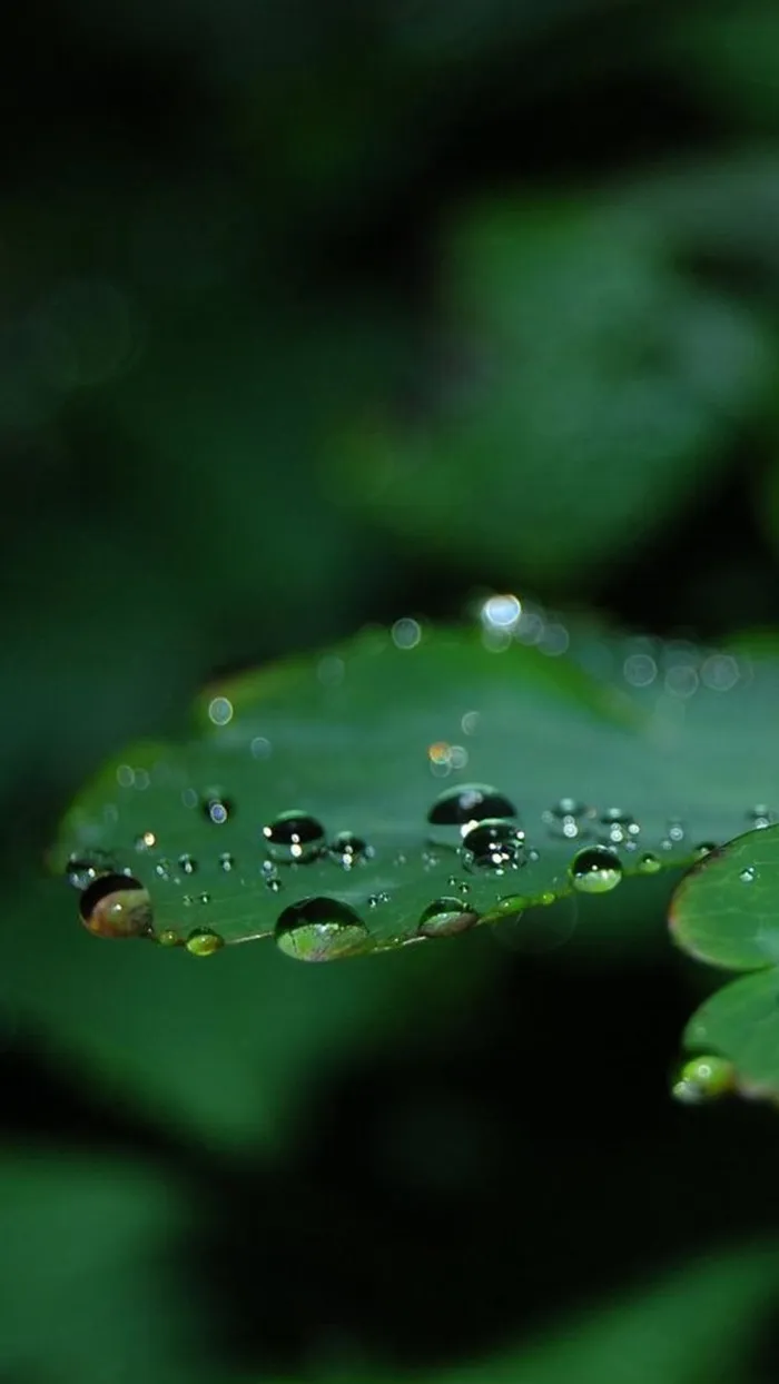 绿叶上的水珠H5背景高清