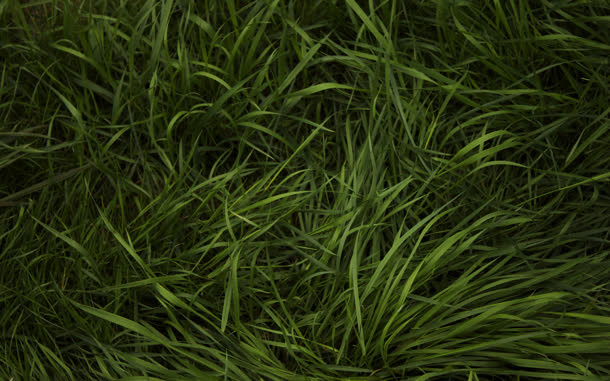 杂草丛生自然植物免抠