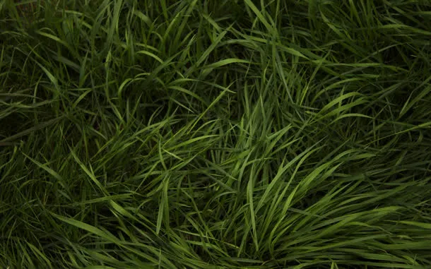 杂草丛生自然植物免抠