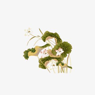 绽放的荷花免抠