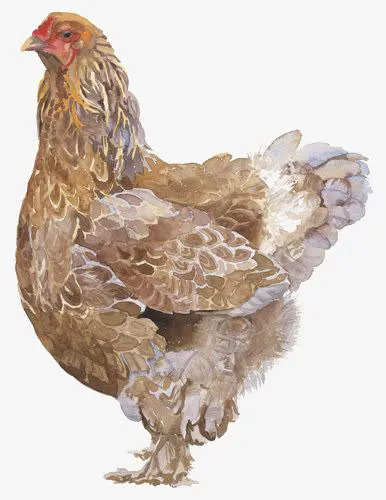 母鸡免抠