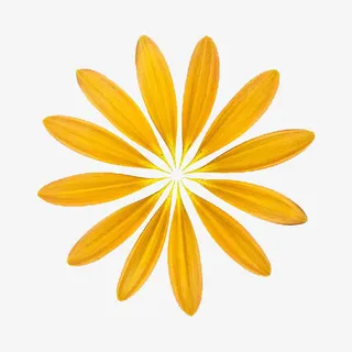 黄色的花瓣免抠