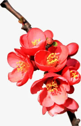 红色桃花封面素材免抠