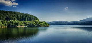 大湖边上的树林高清