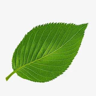 一片绿色的叶子免抠 一片绿色的叶子免抠