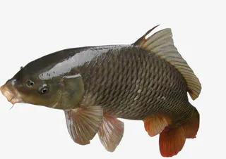 白鲫鱼红尾巴头部张大嘴反光游泳免抠