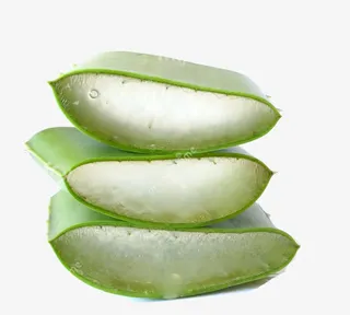 胶质芦荟叶子素材免抠