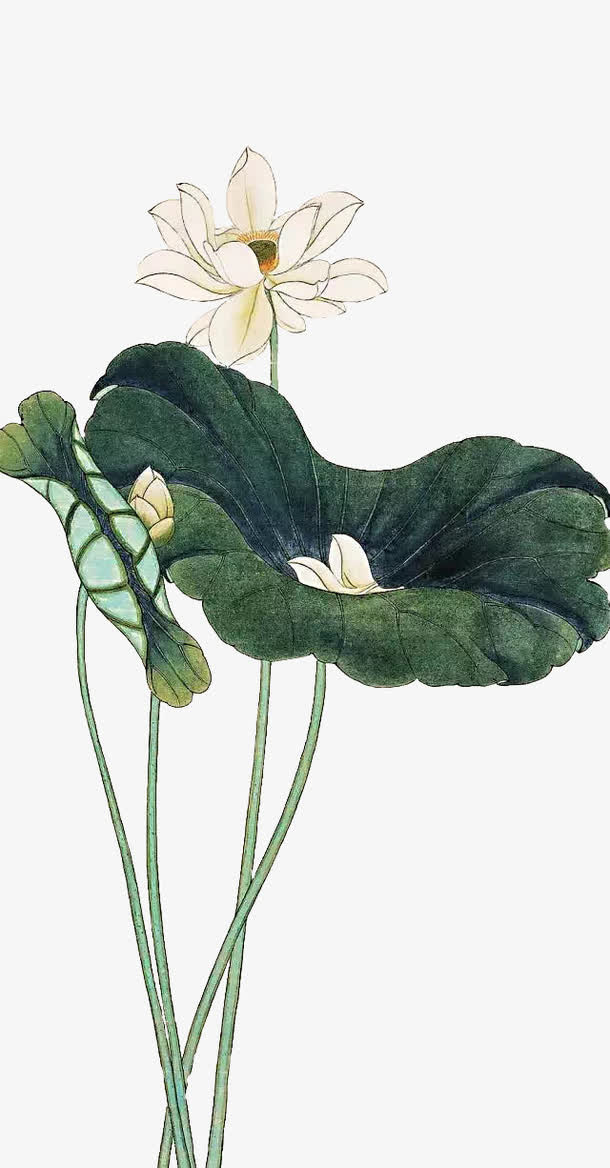 国画荷塘免抠