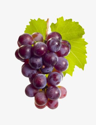 黑紫色带叶子的一串葡萄免抠