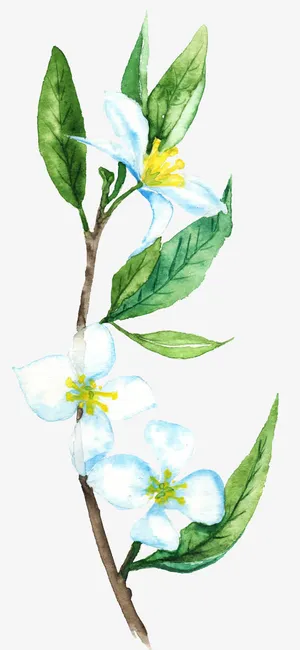 手绘山茶花免抠