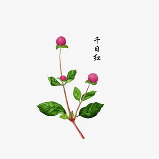 中药材千日红免抠