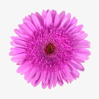 花卉图案素材鲜花psd素材免抠