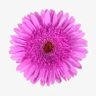 花卉图案素材鲜花psd素材免抠 花卉图案素材鲜花psd素材免抠