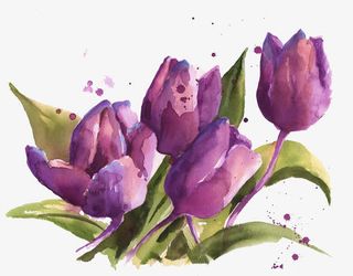 黑子石郁金香图片素材免抠