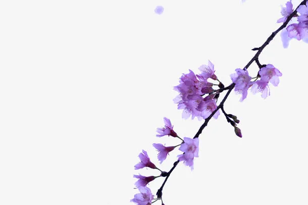 紫色的花朵免抠
