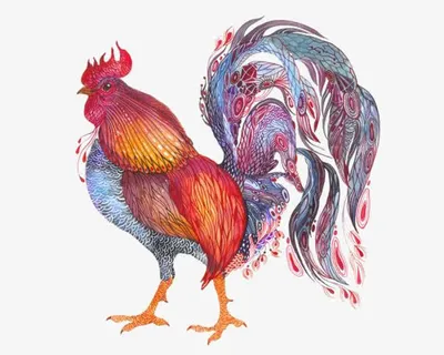 公鸡免抠 公鸡免抠