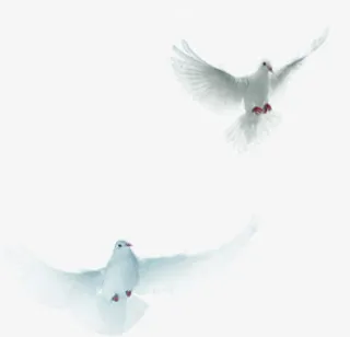 白色飞翔和平鸽党建免抠