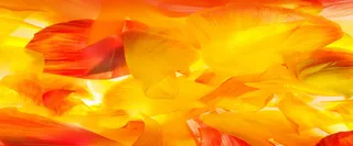 立体花瓣背景高清