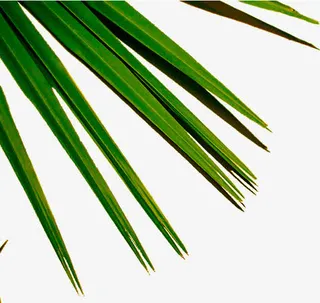 针形绿叶元素免抠