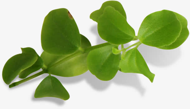绿色清爽春天树叶美景季节免抠