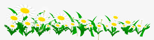 秋天菊花免抠