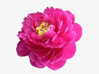 一朵盛开的牡丹花免抠