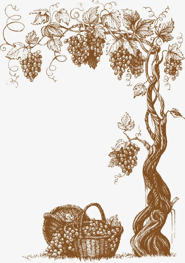 矢量葡萄藤免抠
