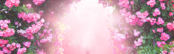 玫瑰花背景