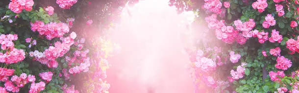 玫瑰花背景