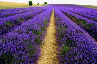 浪漫熏衣草婚纱基地免抠