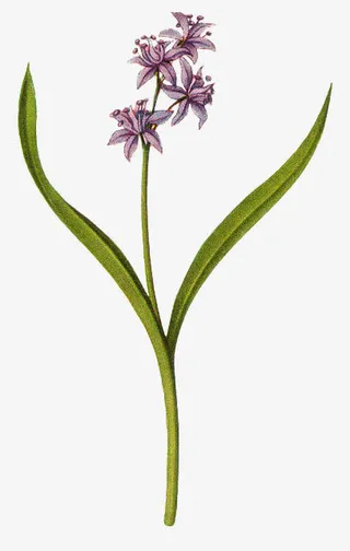 手绘花朵绿植花卉 蓝色花免抠