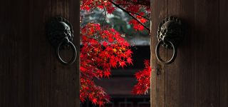 门内枫叶背景图高清