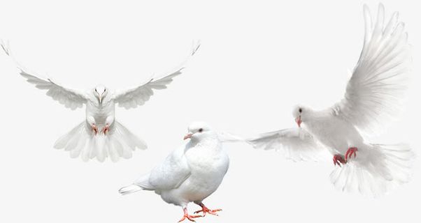 飞翔的鸽子免抠
