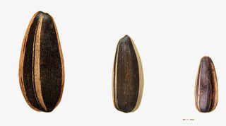 大小不一的葵花籽免抠