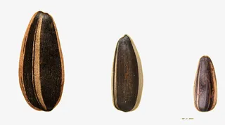 大小不一的葵花籽免抠