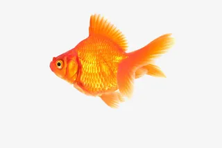 游动的黄色金鱼免抠