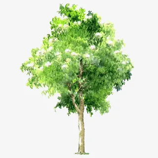 手绘树木图片绿色树木图片免抠