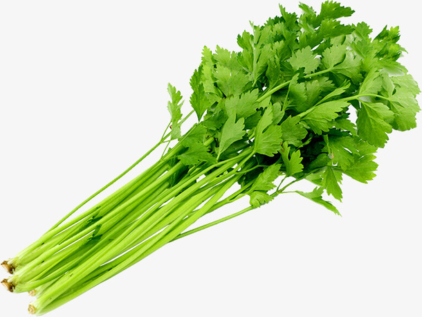 一把新鲜嫩绿的香芹免抠