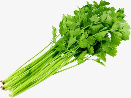 一把新鲜嫩绿的香芹免抠