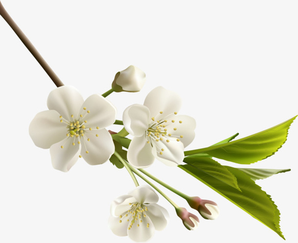 白色花瓣免抠元素免抠