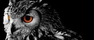 猫头鹰背景高清