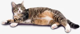 猫咪素材图片免抠