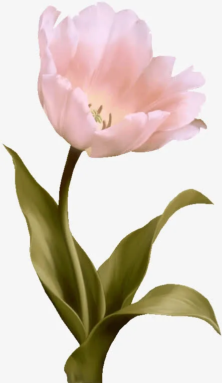 白色花瓣精美png素材花韵免抠